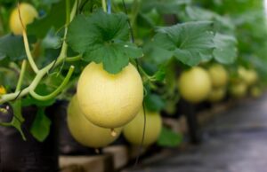 The Top Five Best Fruits For Hydroponic Farms Fruits For Hydroponic Farms