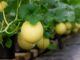 The Top Five Best Fruits For Hydroponic Farms Fruits For Hydroponic Farms