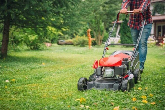 Maintain Your Lawn Turf