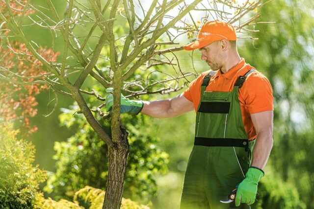 Tree Maintenance