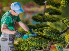 Enlisting the Help of a Reliable Tree Trimming Service Is Important Tree Trimming Service