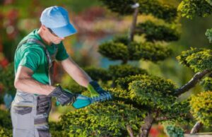 Enlisting the Help of a Reliable Tree Trimming Service Is Important Tree Trimming Service