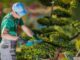Enlisting the Help of a Reliable Tree Trimming Service Is Important Tree Trimming Service