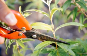 Tips for Maintaining the Trees in Your Garden Maintaining the Trees in Your Garden