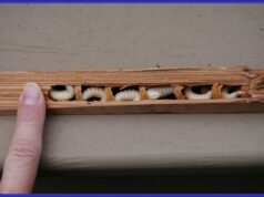 How to Protect Wood From Carpenter Bees Wood From Carpenter Bees