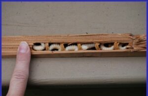 How to Protect Wood From Carpenter Bees Wood From Carpenter Bees