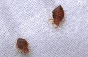 How Do You Get Bed Bugs In Your House? Bed Bugs In Your House