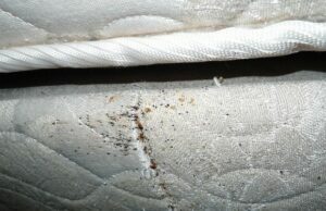Signs You May Have Bed Bugs In Your House signs of bed bugs