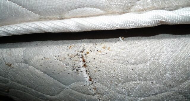 signs of bed bugs