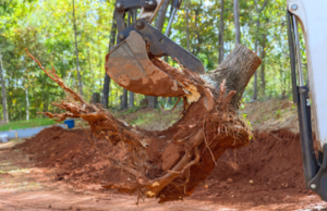 Understanding the Importance of Professional Land Clearing Professional Land Clearing