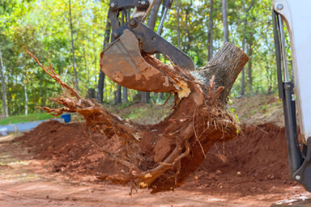 Professional Land Clearing